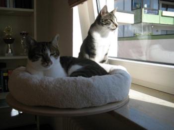 Hemingway Bild von Hemingway