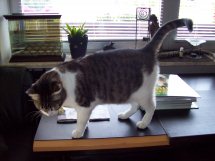 Bild von Anastasia