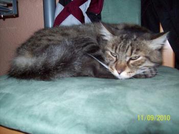 Bild von Noor