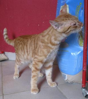 p Bild von Pedro