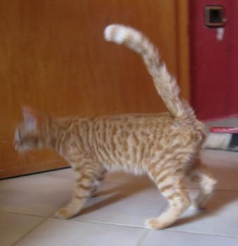 p Bild von Pedro