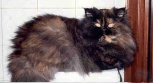 Daisy Bild von Daisy