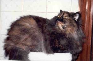 Daisy Bild von Daisy