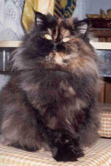 Daisy Bild von Daisy