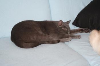 p Bild von Pucco