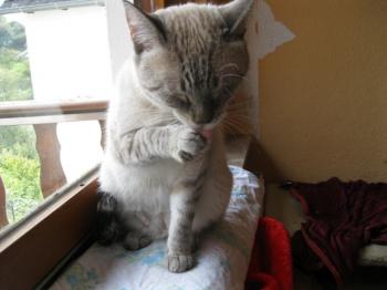 t Bild von Tino