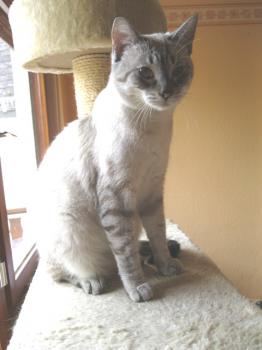 t Bild von Tino