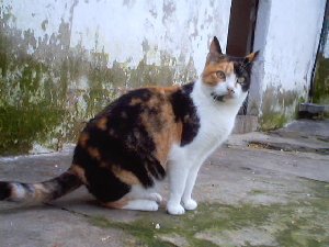 c Bild von Cata