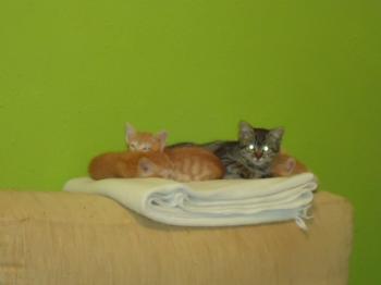f Bild von Fry