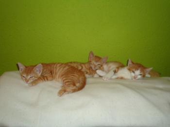 f Bild von Fry