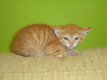 f Bild von Fry