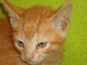 f Bild von Fry