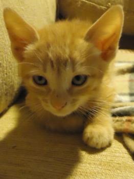 f Bild von Fry