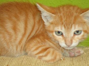 f Bild von Fry