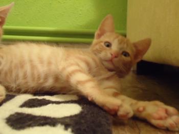 f Bild von Fry