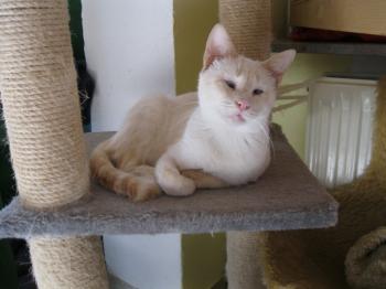 c Bild von Cashew