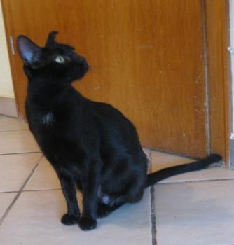 b Bild von Bella