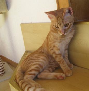t Bild von Tuna