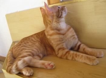 t Bild von Tuna