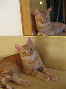 t Bild von Tuna