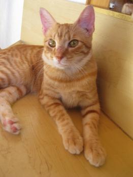 t Bild von Tuna