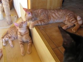 p Bild von Pedro