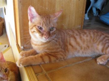 p Bild von Pedro