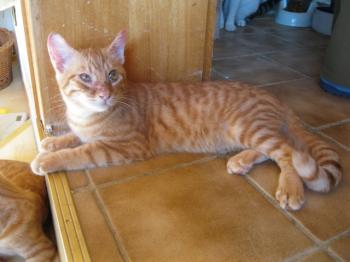 p Bild von Pedro
