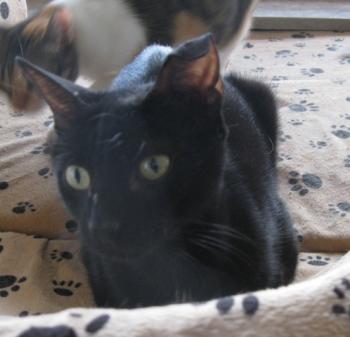 b Bild von Bella