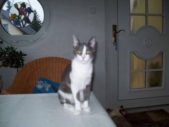 Grey Bild von Grey