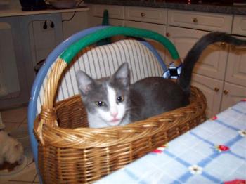 Grey Bild von Grey
