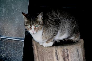 s Bild von Sarita
