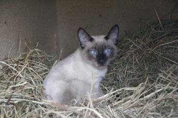 d Bild von Desmond