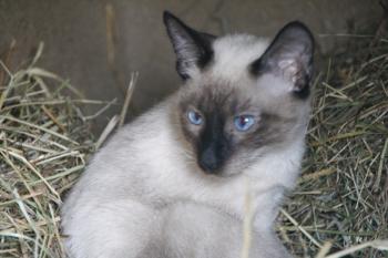 d Bild von Desmond