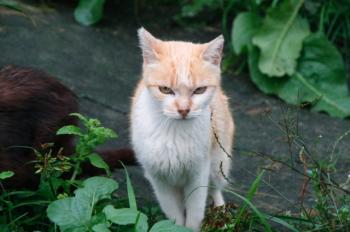 h Bild von Helena