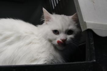 r Bild von Rhett