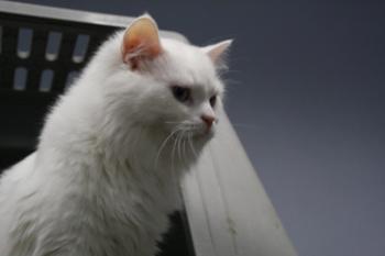 r Bild von Rhett