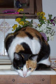 Tari Bild von Tari