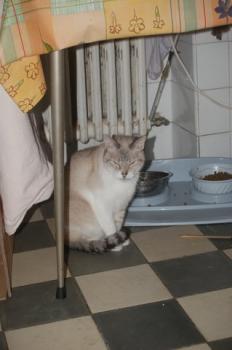k Bild von Keops