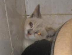 4 Bild von Dalila