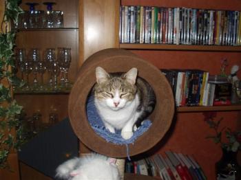 Bild von Nelly