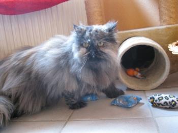 t Bild von Teddy
