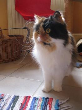l Bild von Lilly