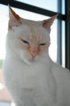 Juno Bild von Blanquita