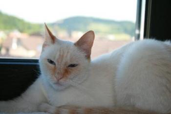 Juno Bild von Blanquita