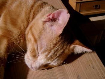Bild von Rosso