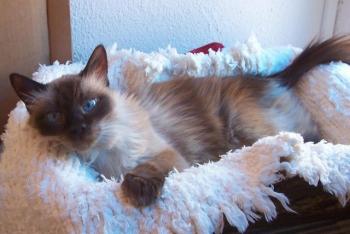 Bild von Molly