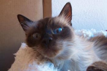 Bild von Molly