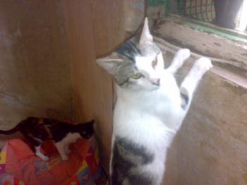 n Bild von Nachito