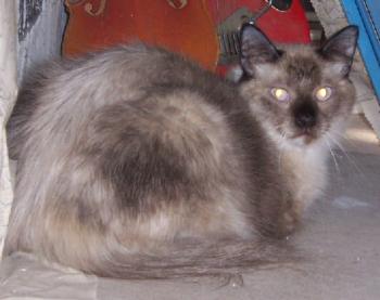 Chica Bild von Chica